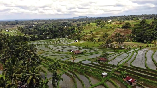 Search Free Video, Landscape, Rural, Agriculture, Plant, Farm