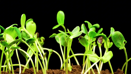 Seedling, Plant, Spring, Leaf, Growth, Garden