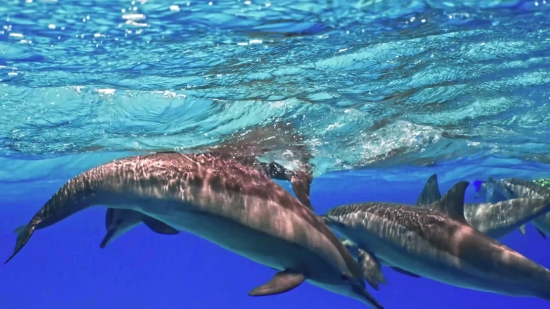 Shark, Great White Shark, Sea, Ocean, Tiger Shark, Water