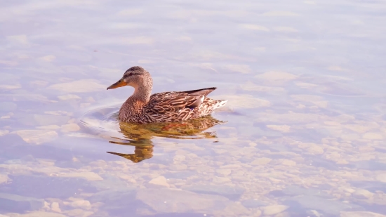 Shorebird, Duck, Bird, Wading Bird, Wildlife, Sandpiper