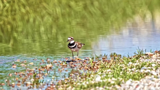 Shorebird, Ruddy Turnstone, Wading Bird, Bird, Turnstone, Wildlife