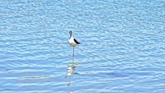 Shorebird, Wading Bird, Bird, Aquatic Bird, Wildlife, Water