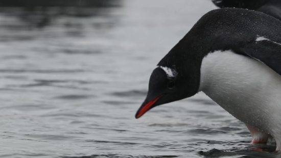 Shorebird, Wading Bird, Bird, Aquatic Bird, Wildlife, Water