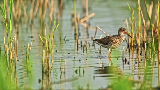 Shorebird, Wading Bird, Bird, Water, Wildlife, Lake