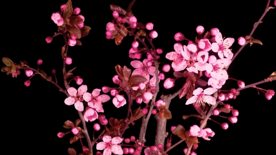 Shrub, Pink, Plant, Flower, Woody Plant, Vascular Plant