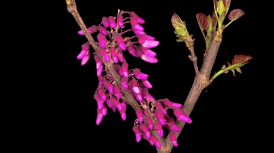 Shrub, Western Redbud, Woody Plant, Plant, Vascular Plant, Flower