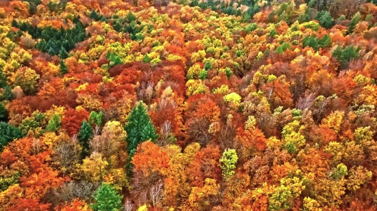 Shrub, Woody Plant, Vascular Plant, Sumac, Plant, Autumn