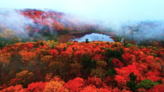 Shrub, Woody Plant, Vascular Plant, Tree, Autumn, Plant