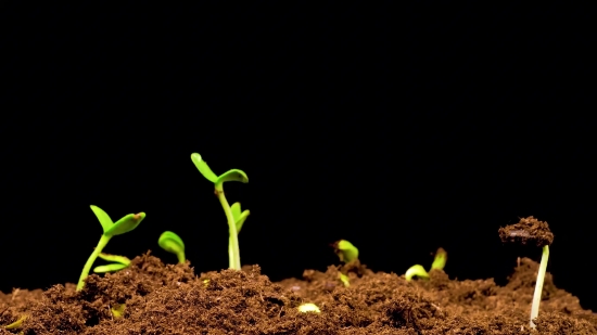 Shutterstock Stock Footage, Seedling, Plant, Growth, Leaf, Spring