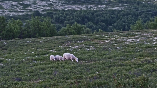 Simpleton, Grass, Lamb, Lambkin, Sheep, Farm