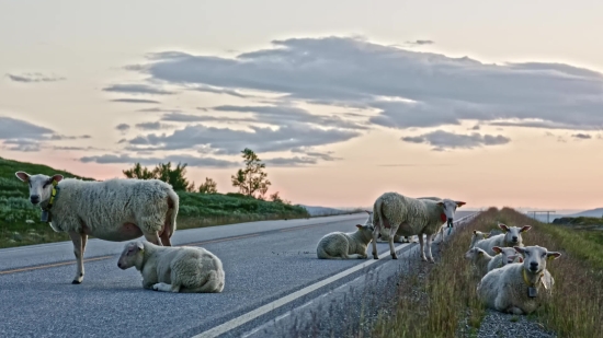 Simpleton, Sheep, Grass, Farm, Field, Landscape