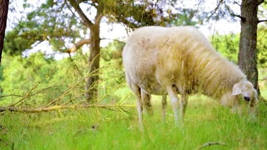 Simpleton, Sheep, Ram, Wildlife, Grass, Farm