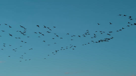 Sky, Bird, Flight, Flying, Fly, Wildlife