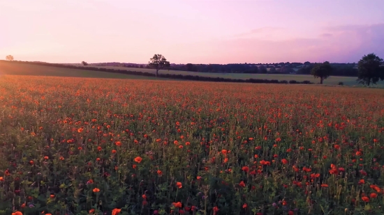 Sky, Field, Flower, Spring, Landscape, Tulip