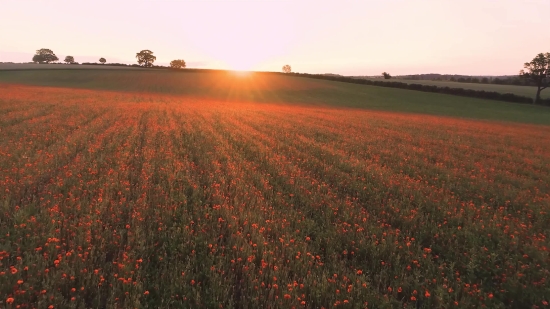 Sky, Field, Landscape, Grass, Meadow, Field Soybean