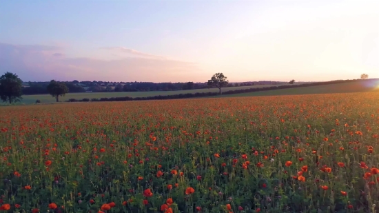 Sky, Flower, Landscape, Field, Spring, Summer