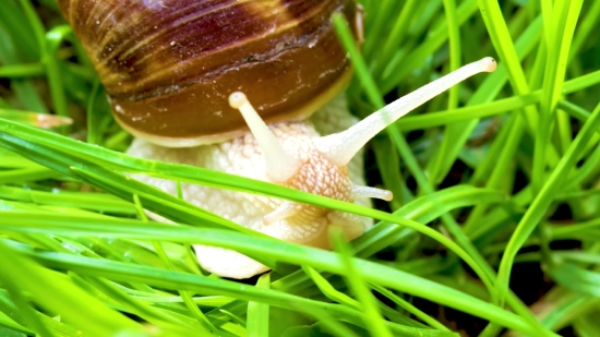 Snail, Gastropod, Mollusk, Invertebrate, Animal, Garden