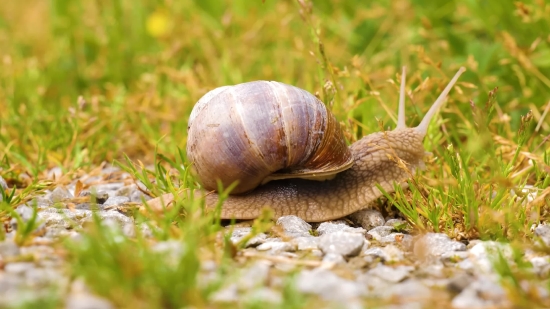 Snail, Gastropod, Mollusk, Invertebrate, Slow, Animal