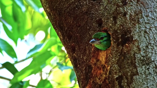 Snake, Green Snake, Vine Snake, Bird, Tree, Reptile