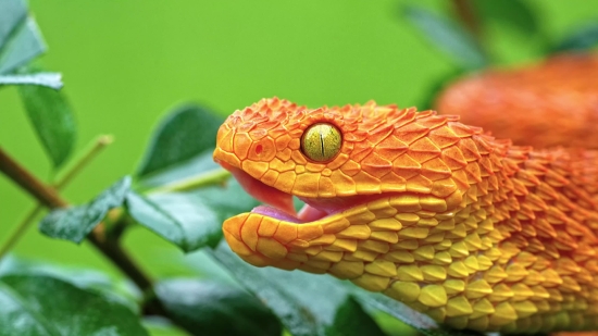 Snake, Reptile, Chameleon, Night Snake, Wildlife, Lizard