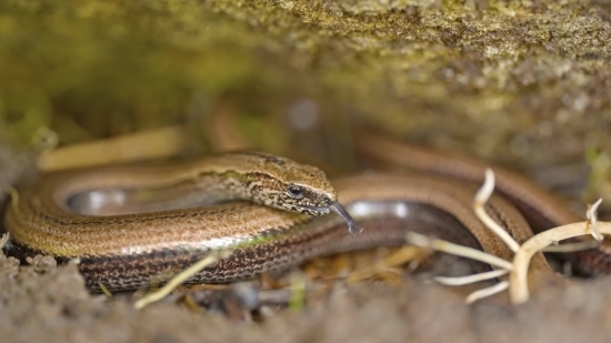 Snake, Reptile, Thunder Snake, Slug, Wildlife, Gastropod