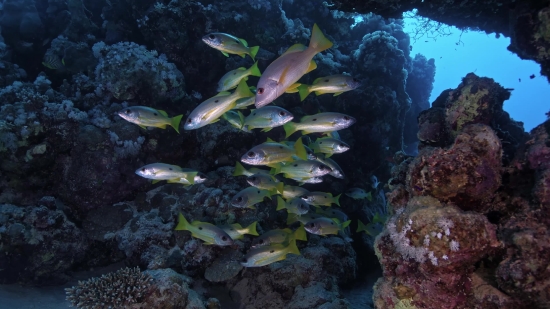 Snapper, Food Fish, Fish, Underwater, Reef, Sea