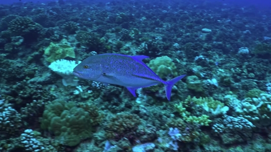 Snapper, Reef, Fish, Food Fish, Underwater, Coral