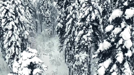 Snow, Ice, Tree, Winter, Cold, Forest