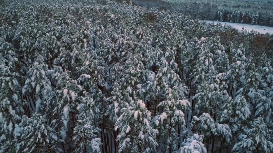 Snow, Ice, Tree, Winter, Weather, Cold