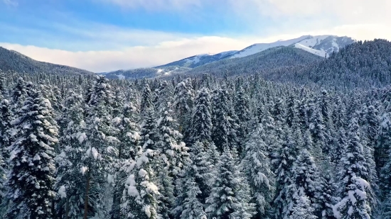 Snow, Mountain, Fir, Landscape, Range, Winter