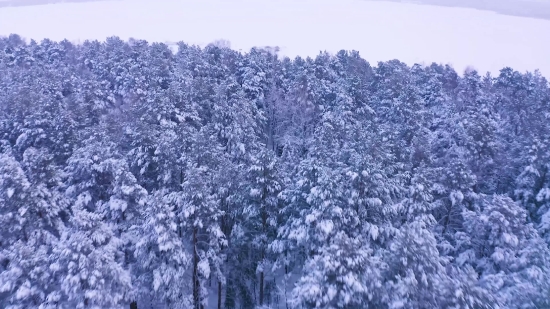 Snow, Tree, Ice, Winter, Cold, Weather