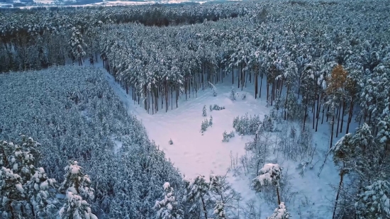 Snow, Weather, Winter, Cold, Frost, Forest