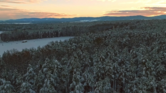 Snow, Winter, Tree, Forest, Landscape, Cold