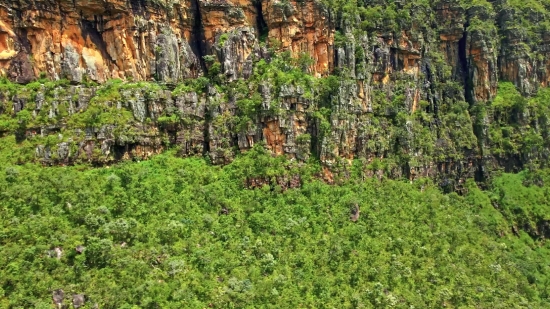 Space Free Stock Footage, Tree, Forest, Woody Plant, Landscape, Vascular Plant