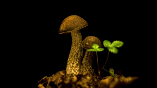 Space Moving Background, Mushroom, Fungus, Organism, Vegetable, Produce