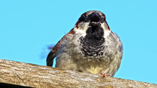 Sparrow, Bird, Auk, Seabird, Wildlife, Beak