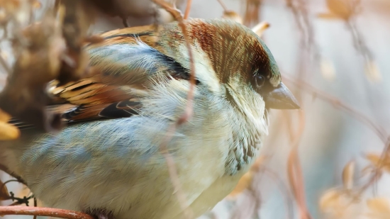 Sparrow, Bird, Beak, Wildlife, Animal, Vertebrate