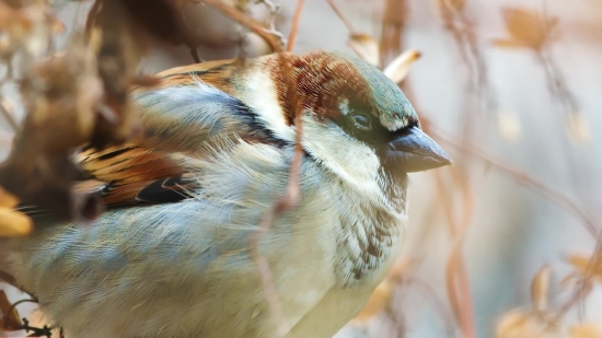 Sparrow, Bird, Vertebrate, Beak, Wildlife, Feather