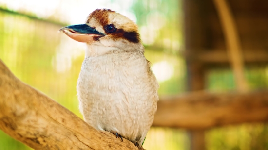 Sparrow, Bird, Vertebrate, Beak, Wildlife, Feather