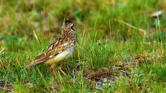 Sparrow, Bird, Wildlife, Beak, Wild, Feather