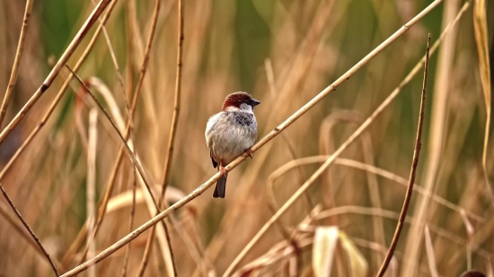 Sparrow, Bird, Wildlife, Vertebrate, Beak, Wild