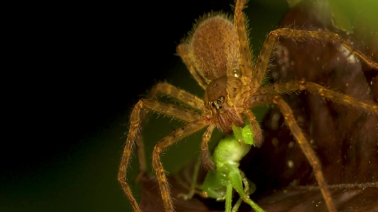 Spider, Arachnid, Arthropod, Garden Spider, Barn Spider, Invertebrate