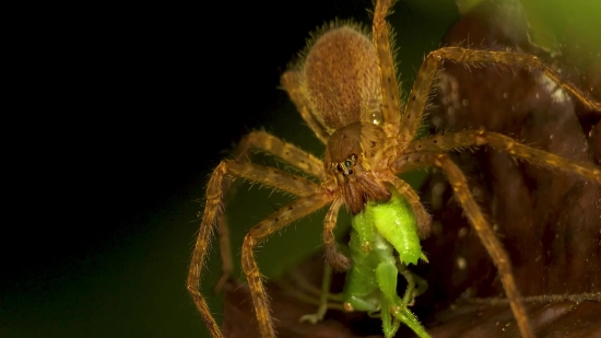 Spider, Arachnid, Barn Spider, Arthropod, Garden Spider, Invertebrate