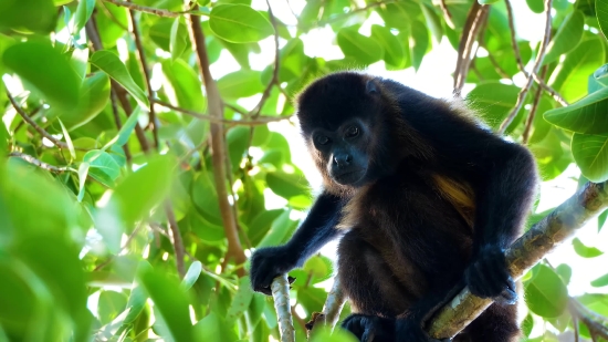 Spider Monkey, Monkey, Primate, Wildlife, Wild, Ape