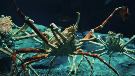 Spiny Lobster, Lobster, Arthropod, Crustacean, Sea Spider, Invertebrate