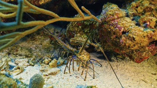 Spiny Lobster, Lobster, Crustacean, Fish, Underwater, Sea