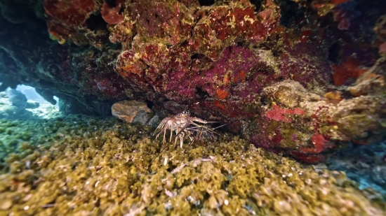 Spiny Lobster, Lobster, Crustacean, Underwater, Sea, Fish