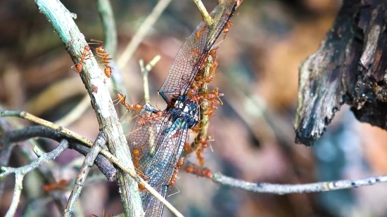 Spiny Lobster, Tree, Lobster, Crustacean, Arthropod, Branch