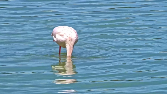 Spoonbill, Flamingo, Wading Bird, Aquatic Bird, Bird, Water