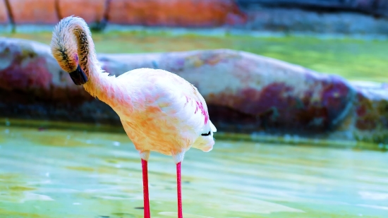 Spoonbill, Wading Bird, Aquatic Bird, Bird, Flamingo, Wildlife